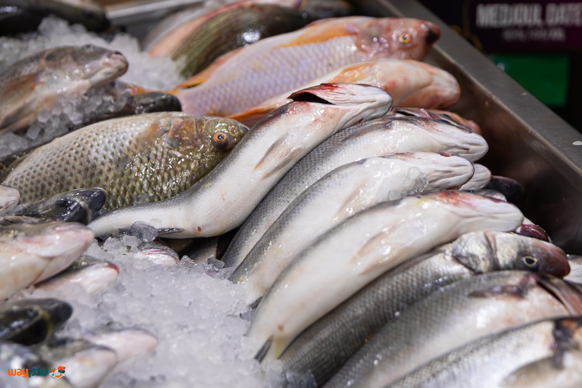 בנצי דגים — תמונה 3