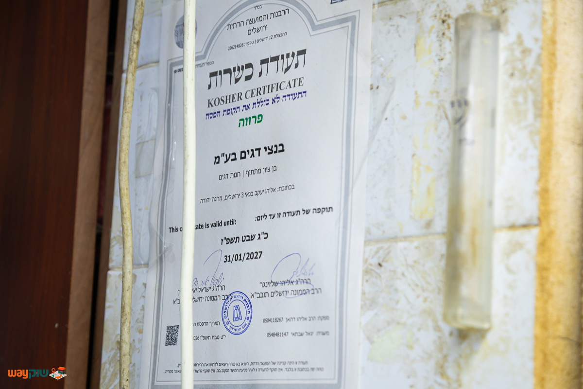 בנצי דגים — תמונה 2