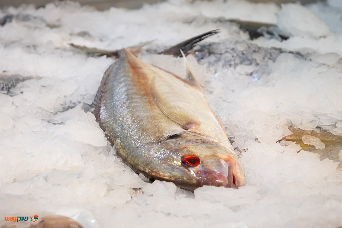 חיים דגים — תמונה 3