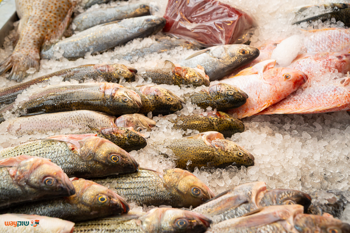 צחי דגים — תמונה 3