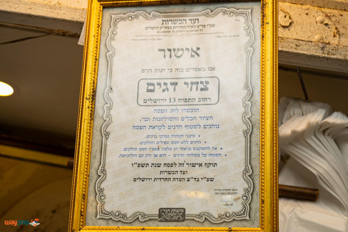 צחי דגים — תמונה 2