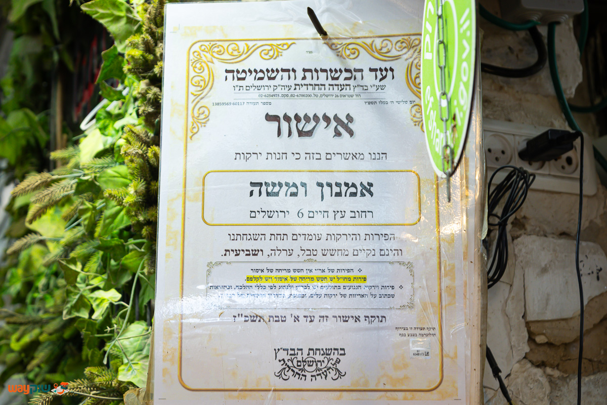 אמנון משה — תמונה 2