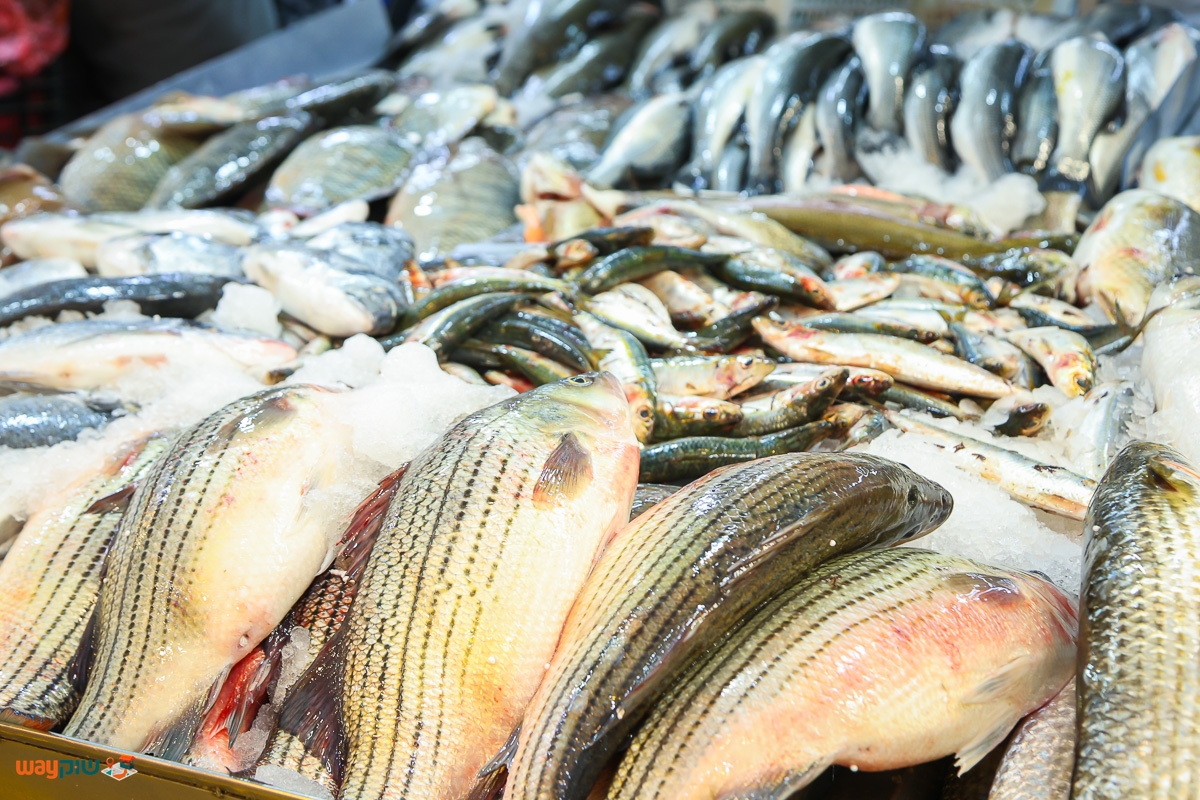 עוז דגים — תמונה 2