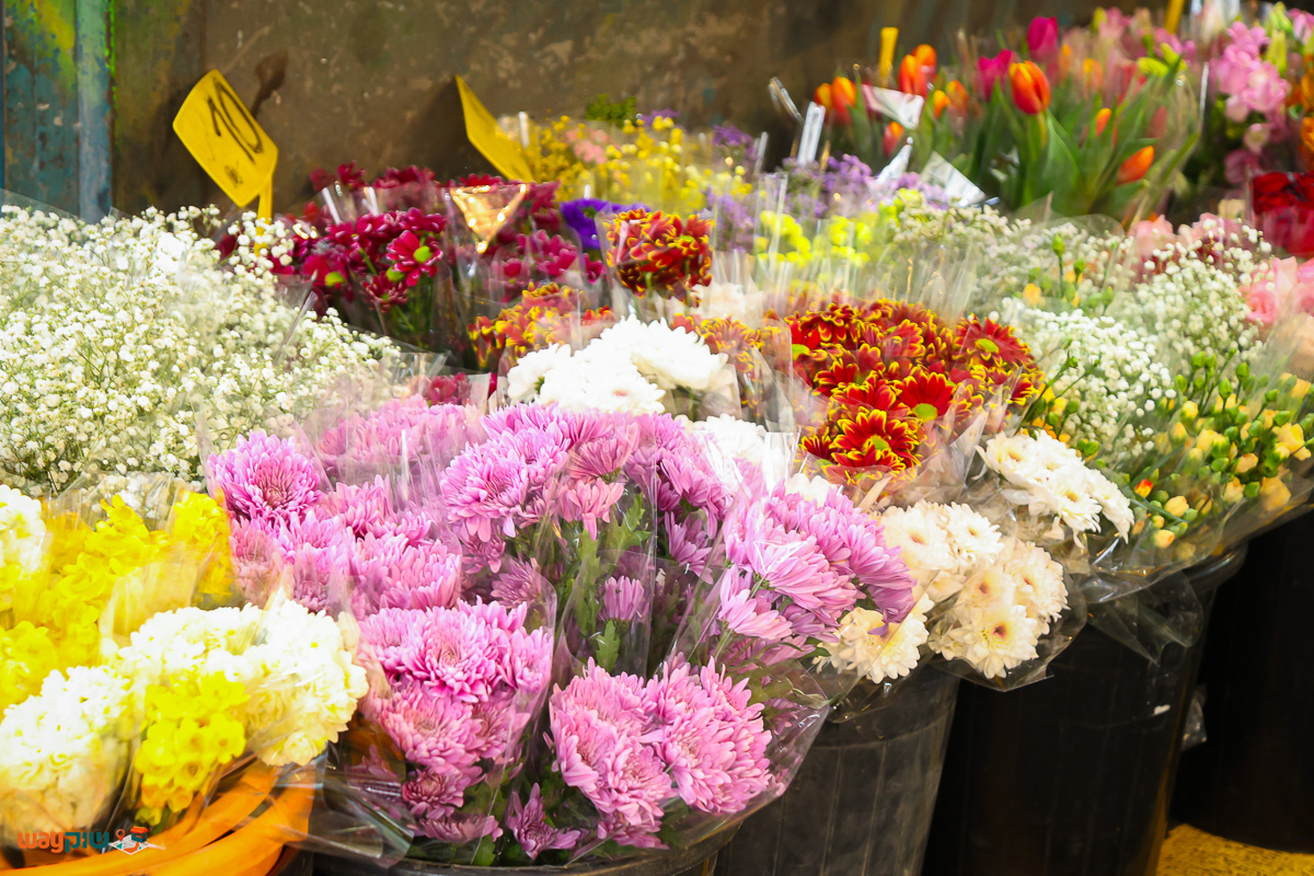 פרחי צדוק — תמונה 2